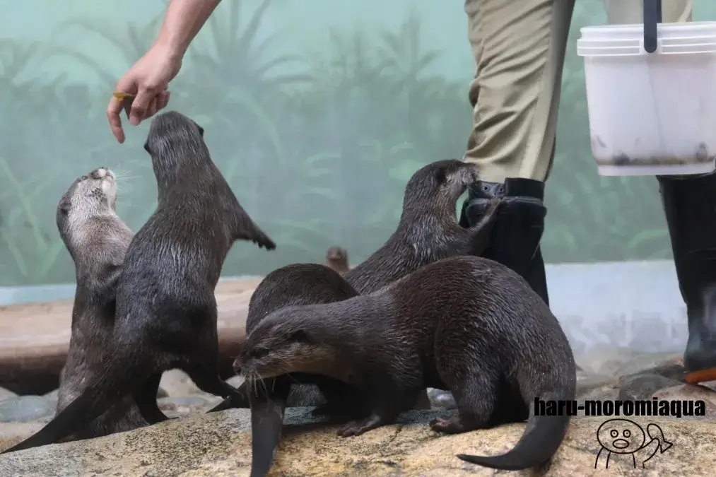 アクア・トトぎふ　コツメカワウソ