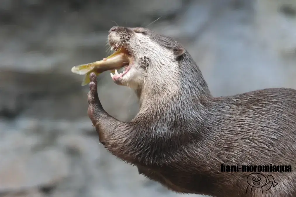 アクア・トトぎふ　カワウソ