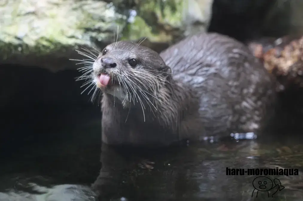 アクア・トトぎふ　カワウソ