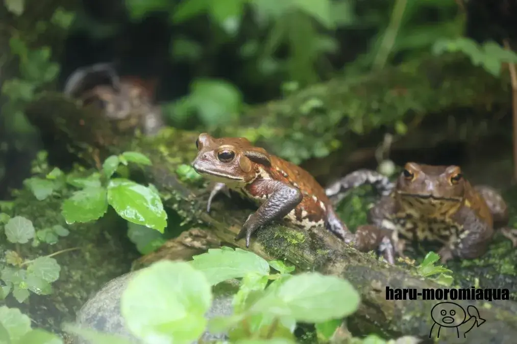 アクア・トトぎふ　カエル
