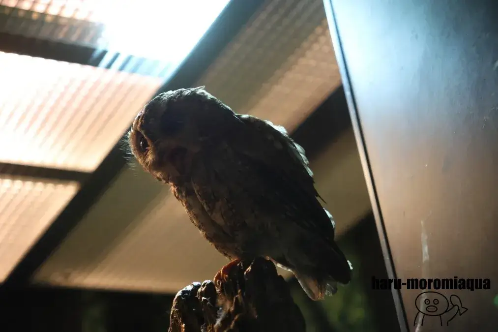 アクア・トトぎふ　ふくろう