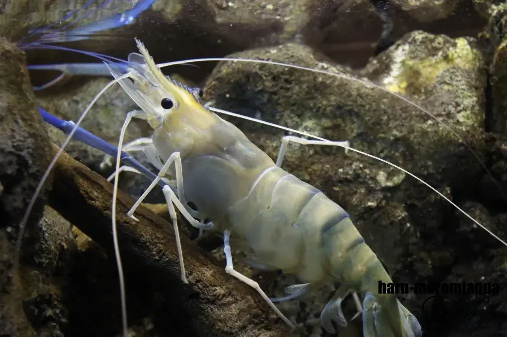 アクア・トトぎふ　エビ