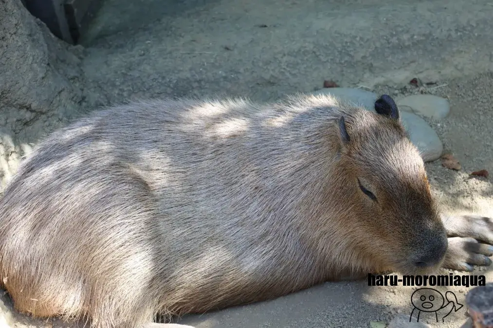 アクア・トトぎふ　カピバラ