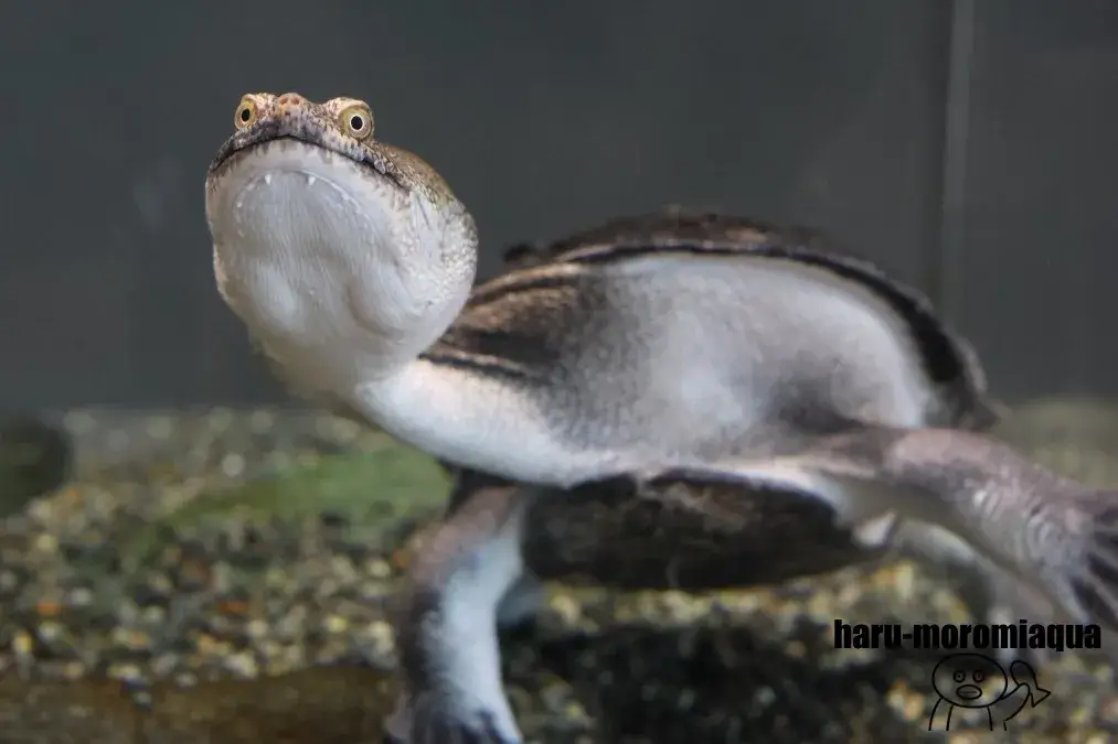 蓼科アミューズメント水族館　カメ