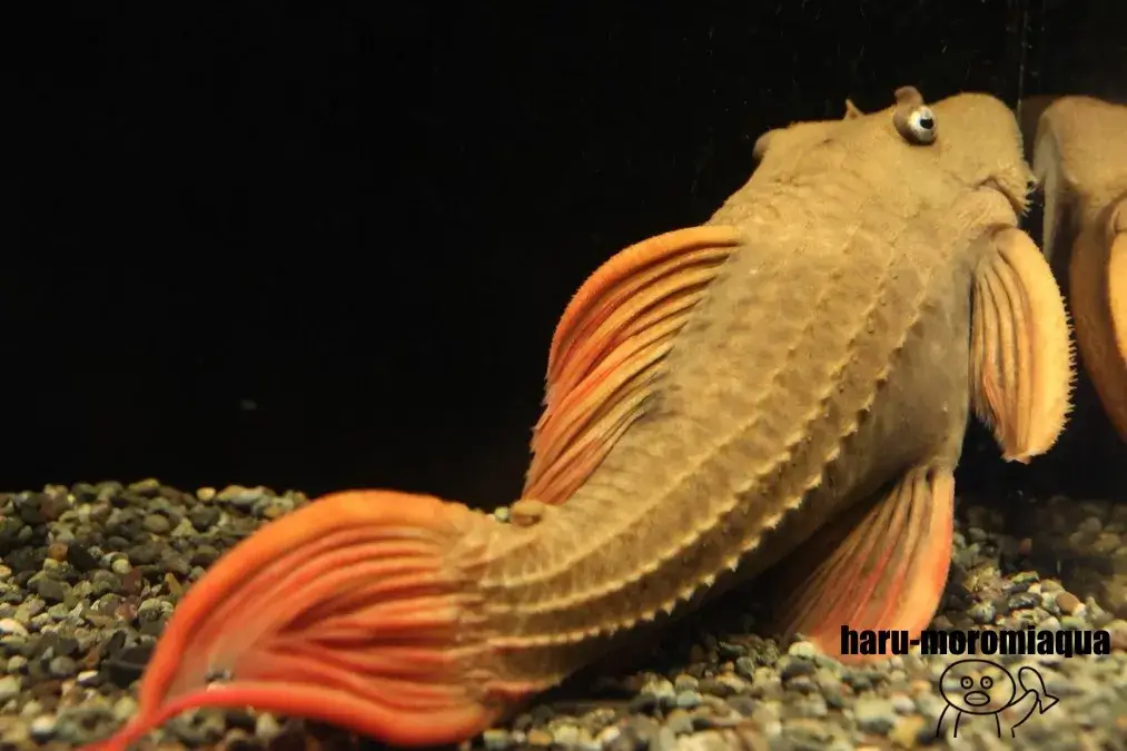 蓼科アミューズメント水族館　魚