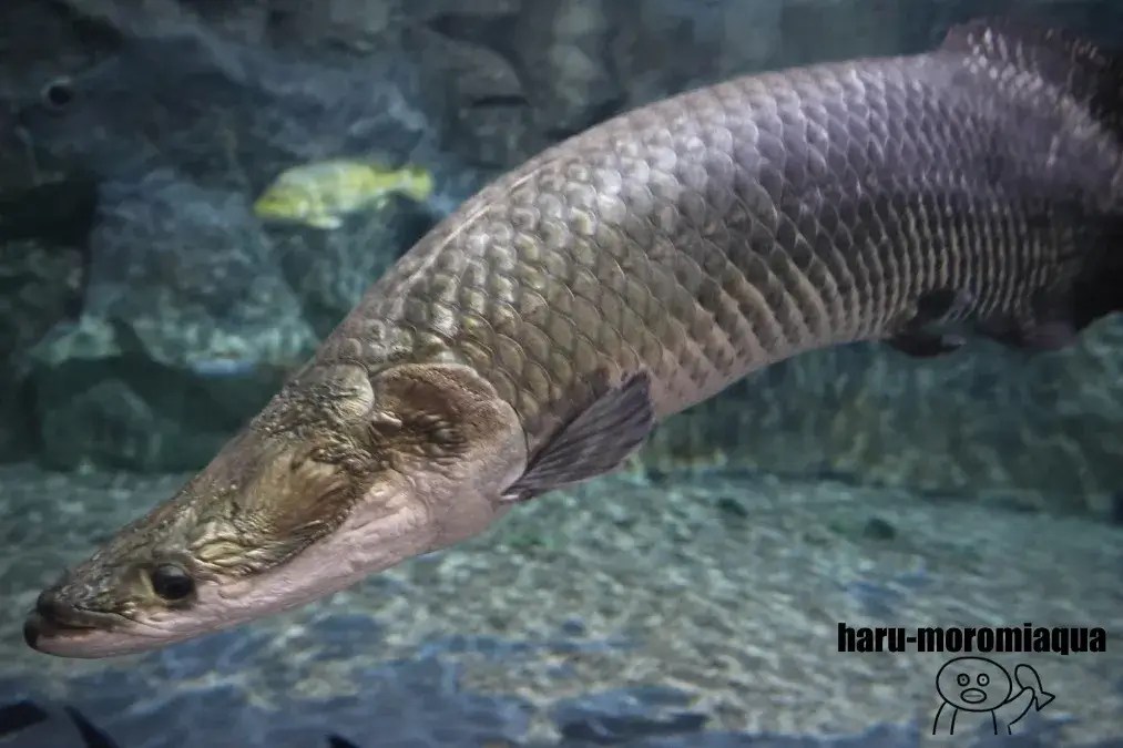 蓼科アミューズメント水族館　ピラルク