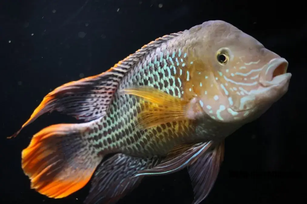 蓼科アミューズメント水族館　魚