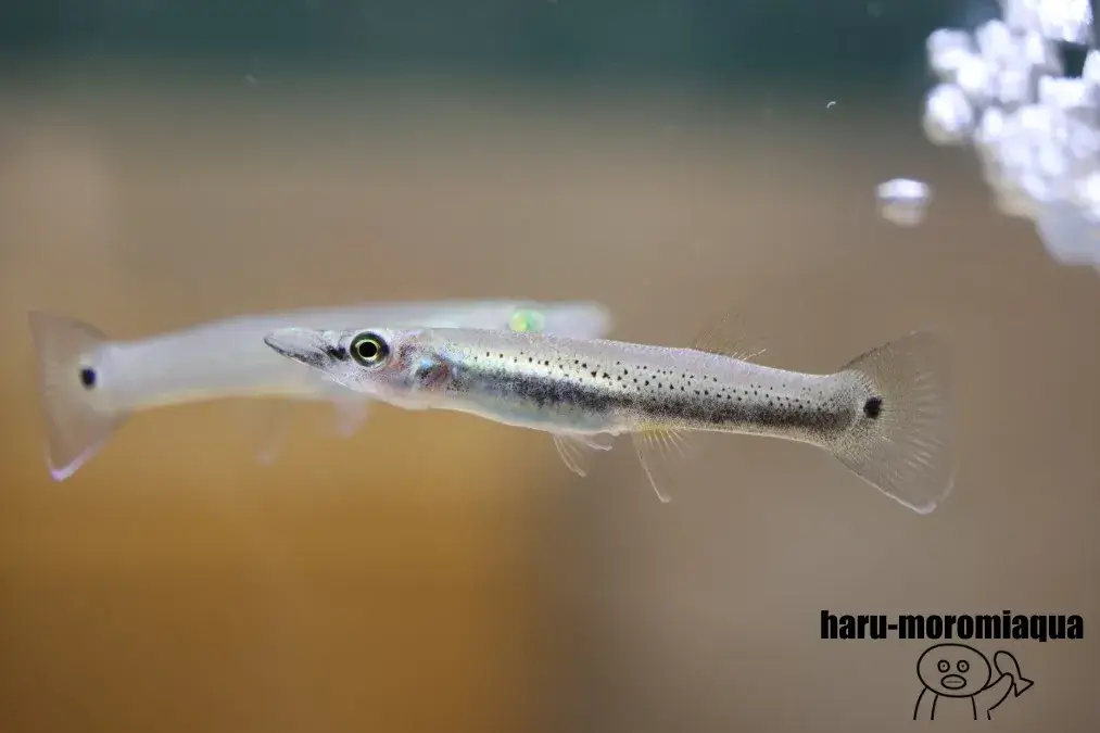 あづみの学校　魚