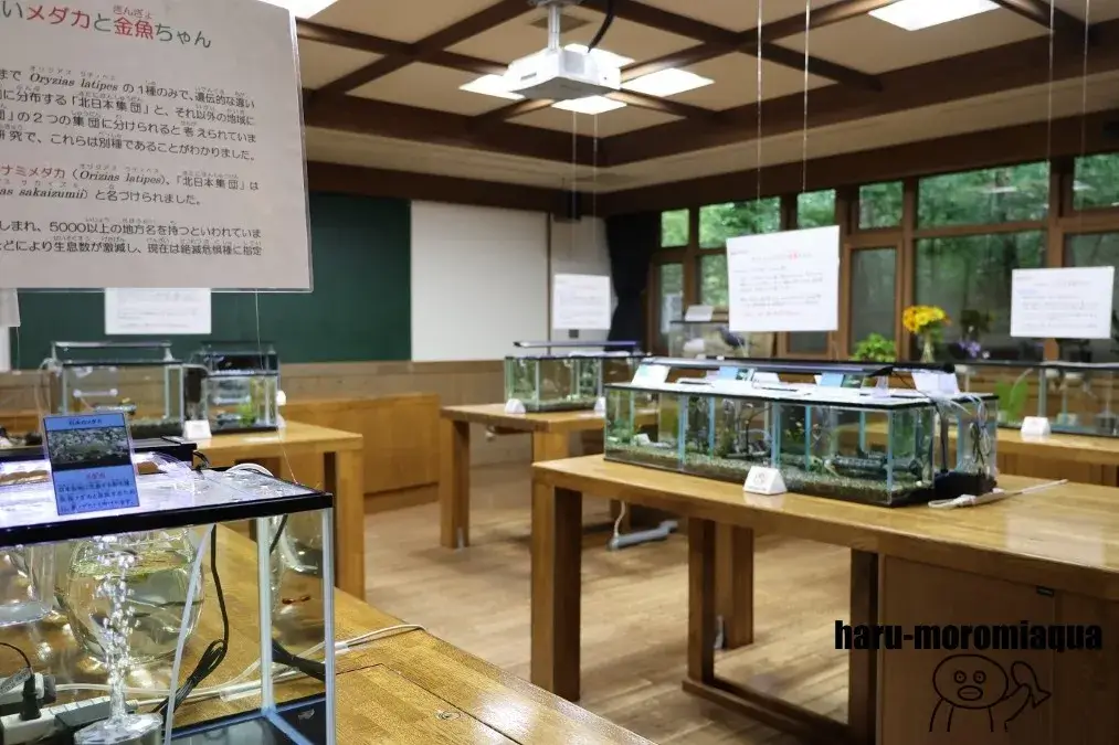 あづみの学校