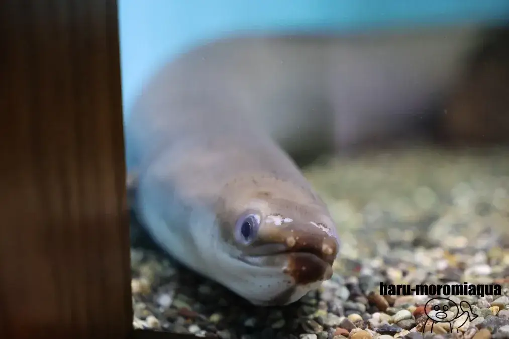 あづみの学校　ウナギ