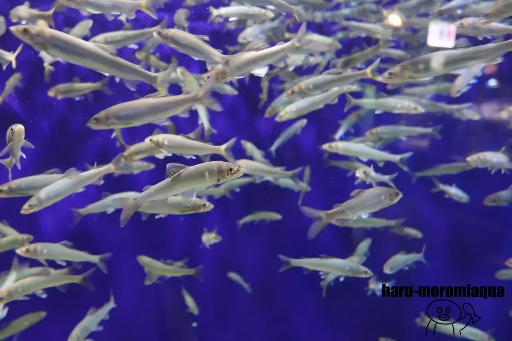 碧南海浜水族館　魚