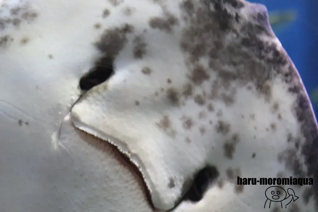 碧南海浜水族館　エイ