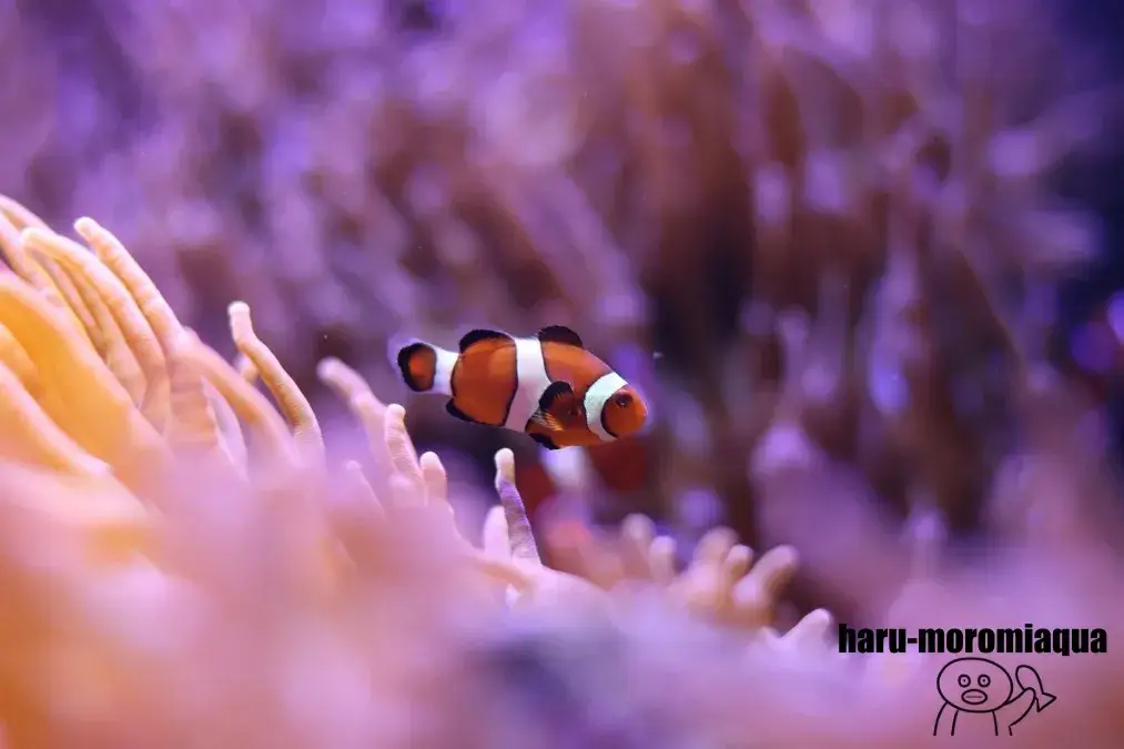 碧南海浜水族館　カクレクマノミ