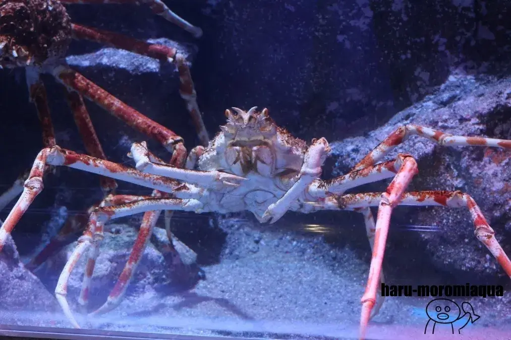 碧南海浜水族館　タカアシガニ