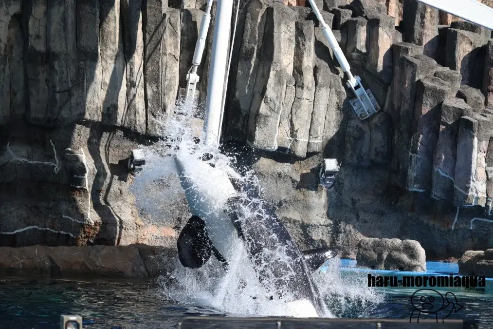 名古屋港水族館　シャチパフォーマンス