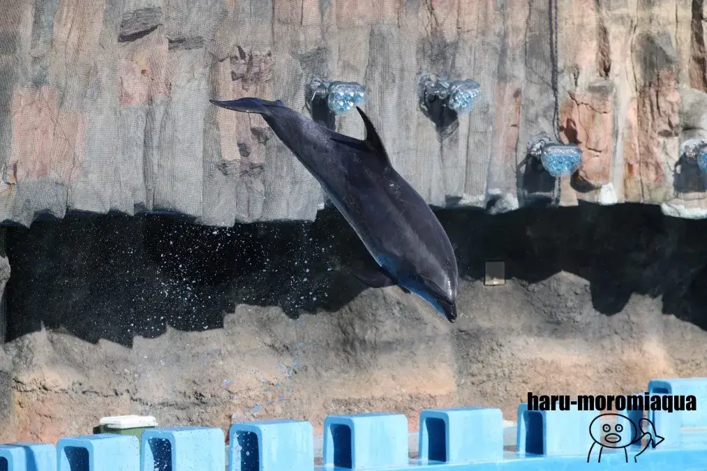 名古屋港水族館　イルカパフォーマンス
