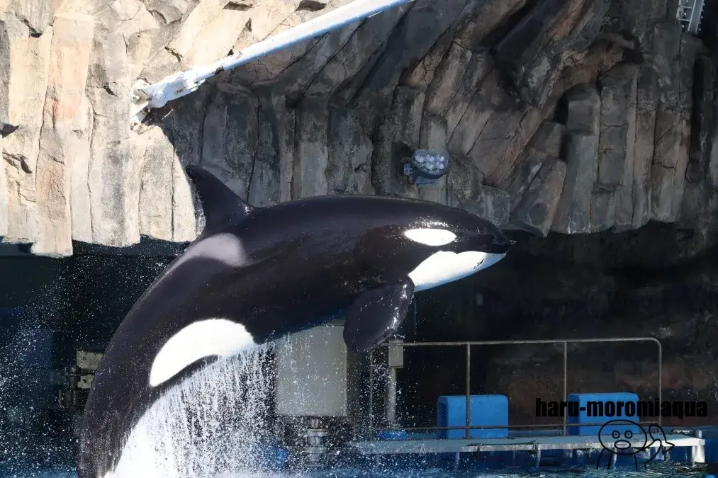 名古屋港水族館　シャチショー