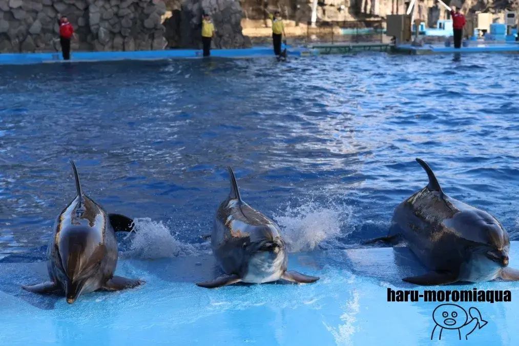 名古屋港水族館　バンドウイルカ