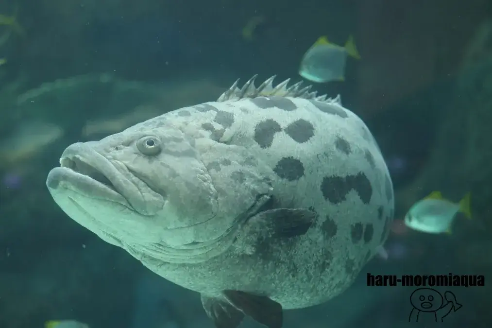 名古屋港水族館　ハタ