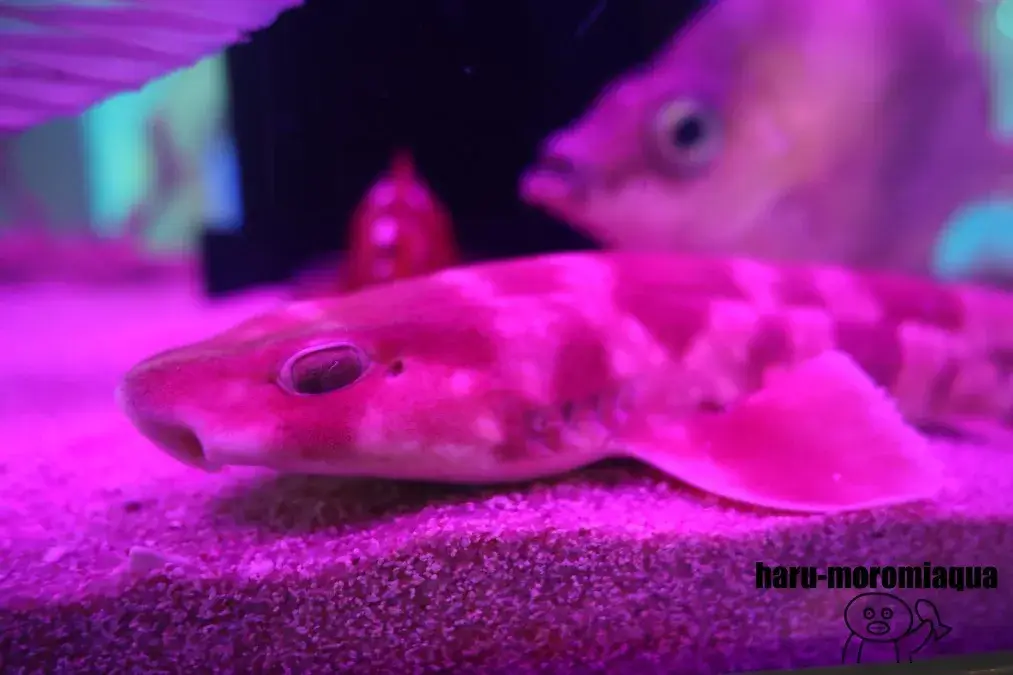 ウォット　サメ