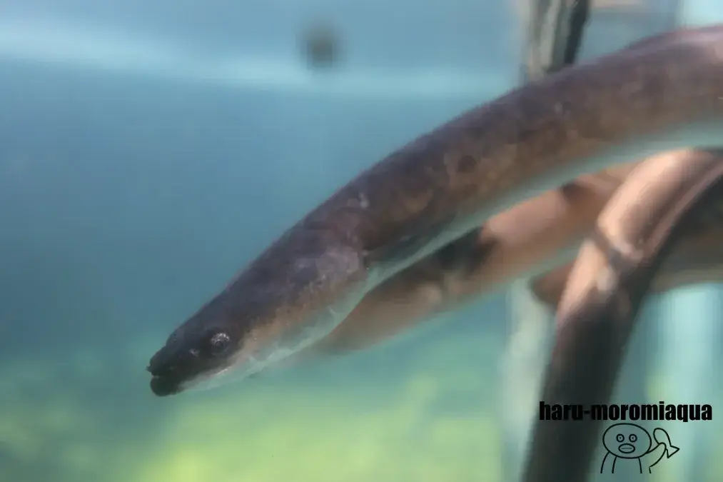 ウォット　うなぎ