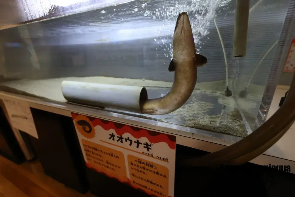 ウォット　オオウナギ