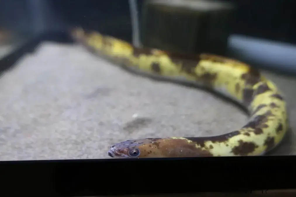 ウォット　ウナギ