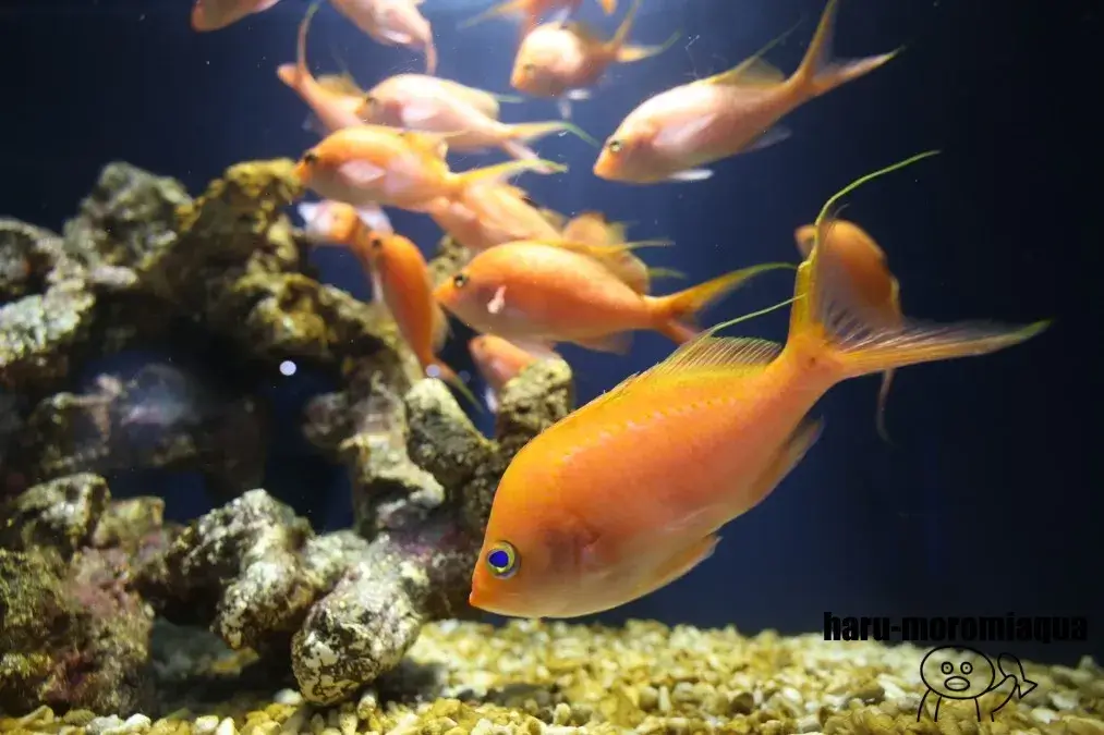 スマートアクアリウム静岡　キンギョハナダイ