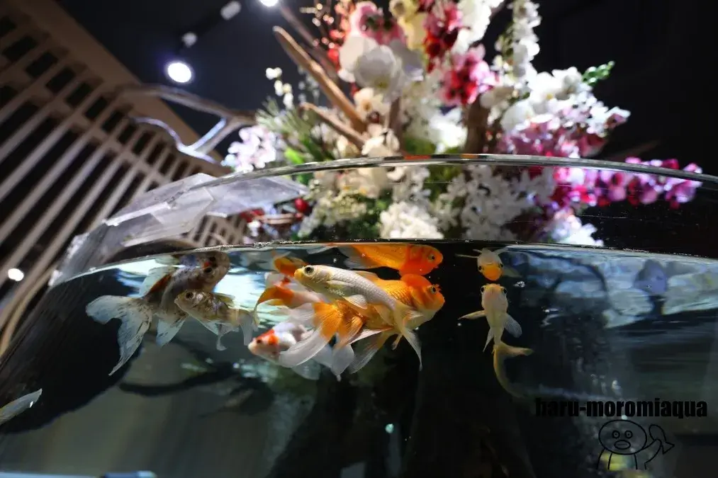 スマートアクアリウム静岡　キンギョ