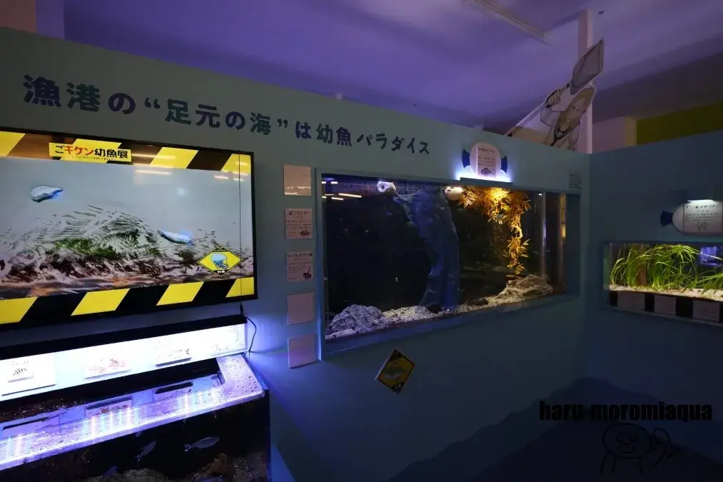 幼魚水族館