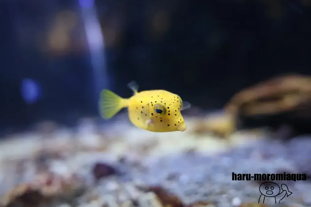 幼魚水族館　ハコフグ