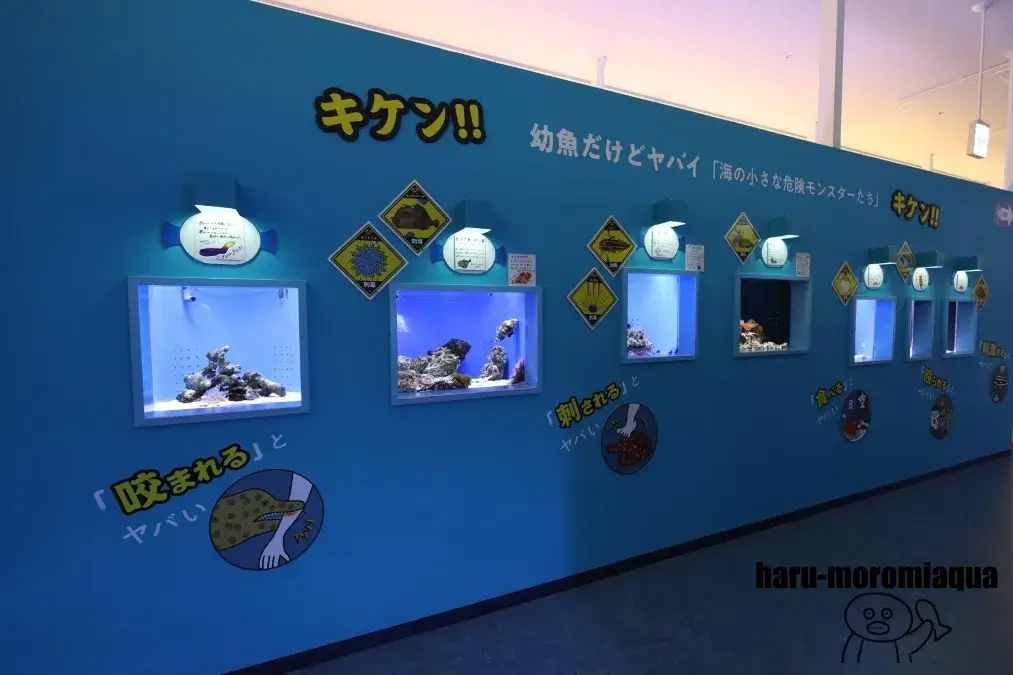 幼魚水族館