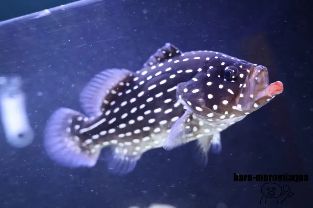 幼魚水族館　ヌノサラシ