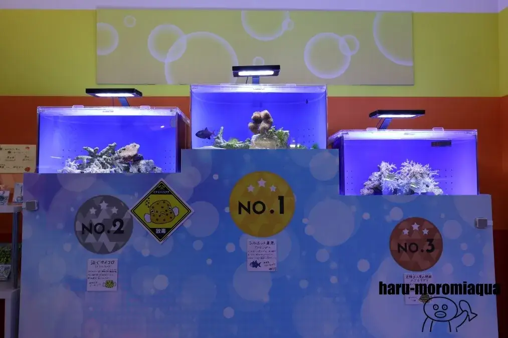 幼魚水族館