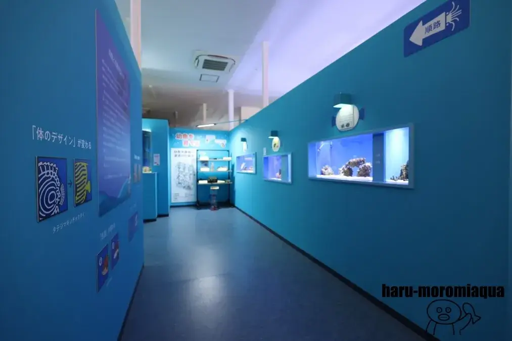 幼魚水族館