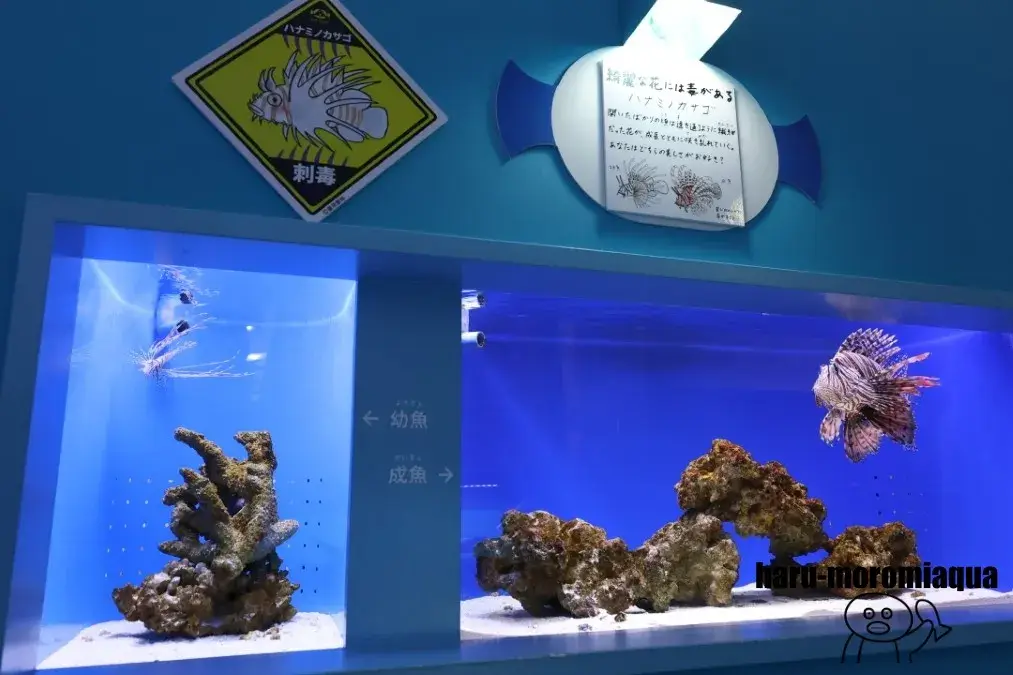 幼魚水族館　ミノカサゴ
