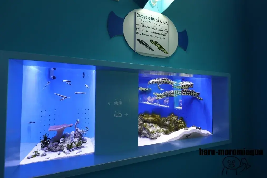 幼魚水族館　コンビクトブレニー