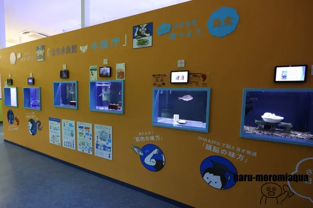 幼魚水族館