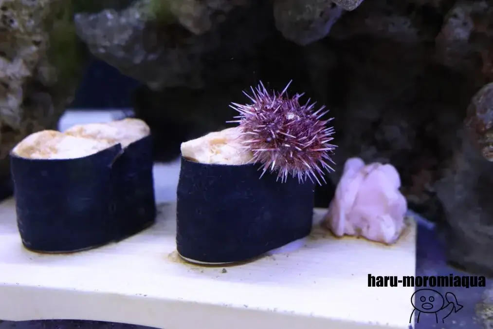 幼魚水族館　ウニ