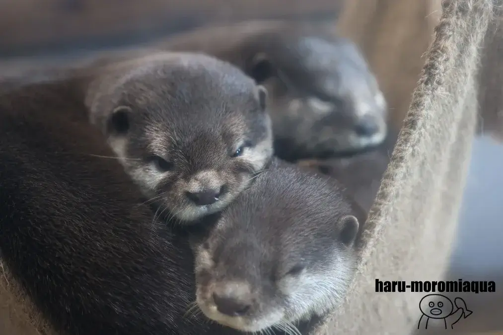 伊豆・三津シーパラダイス　カワウソ