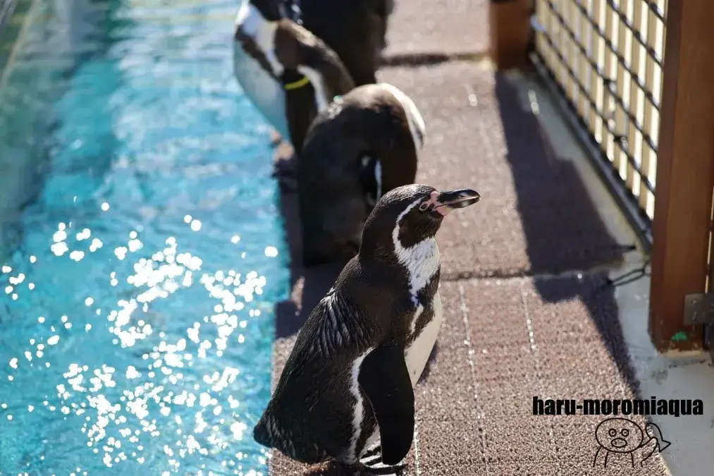 伊豆・三津シーパラダイス　ペンギン