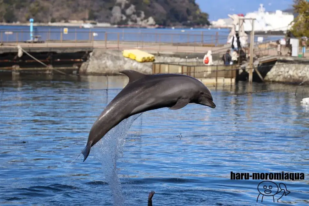 伊豆・三津シーパラダイス　バンドウイルカ