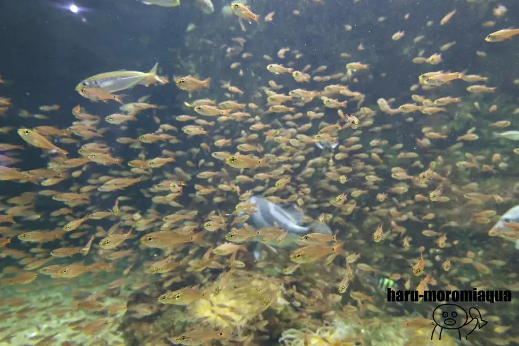 あわしまマリンパーク　魚群