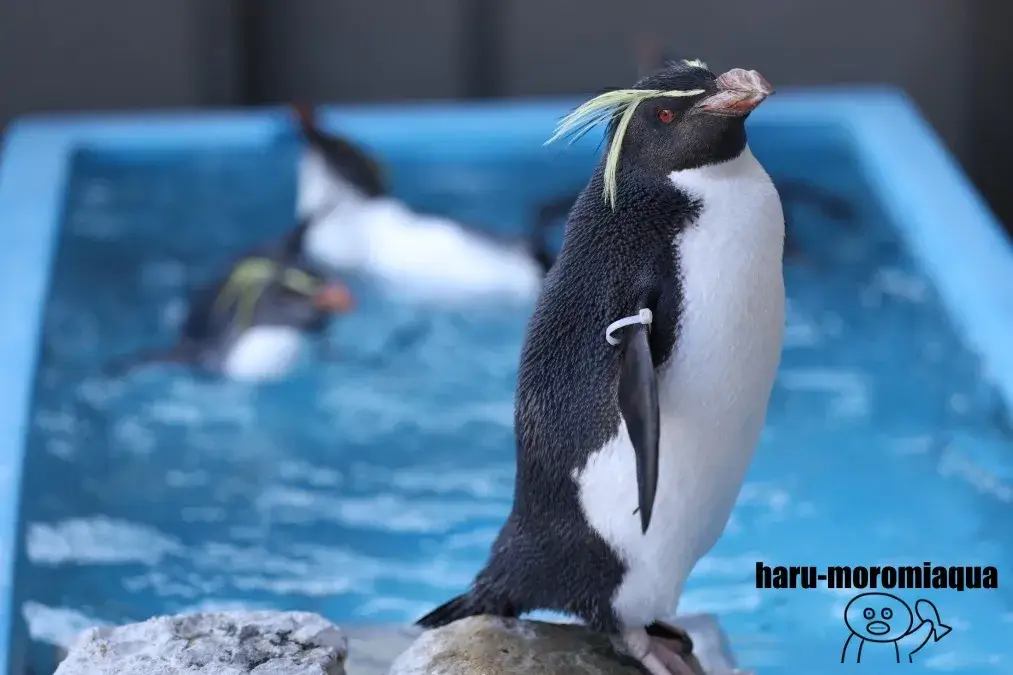 あわしまマリンパーク　イワトビペンギン
