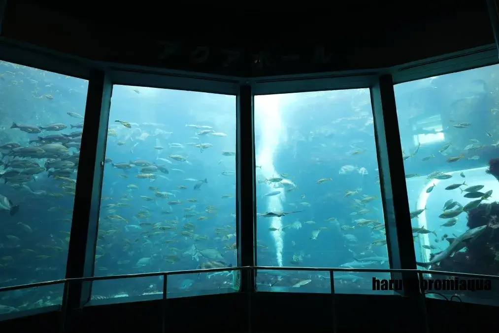 下田海中水族館　大水槽