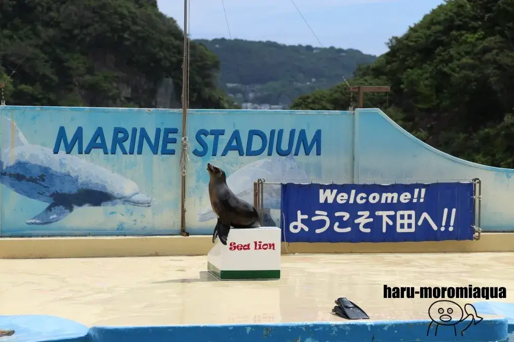 下田海中水族館　アシカショー