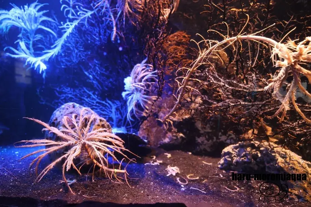 沼津港深海水族館　イソギンチャク