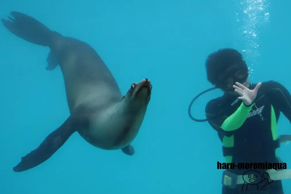 下田海中水族館　アシカショー