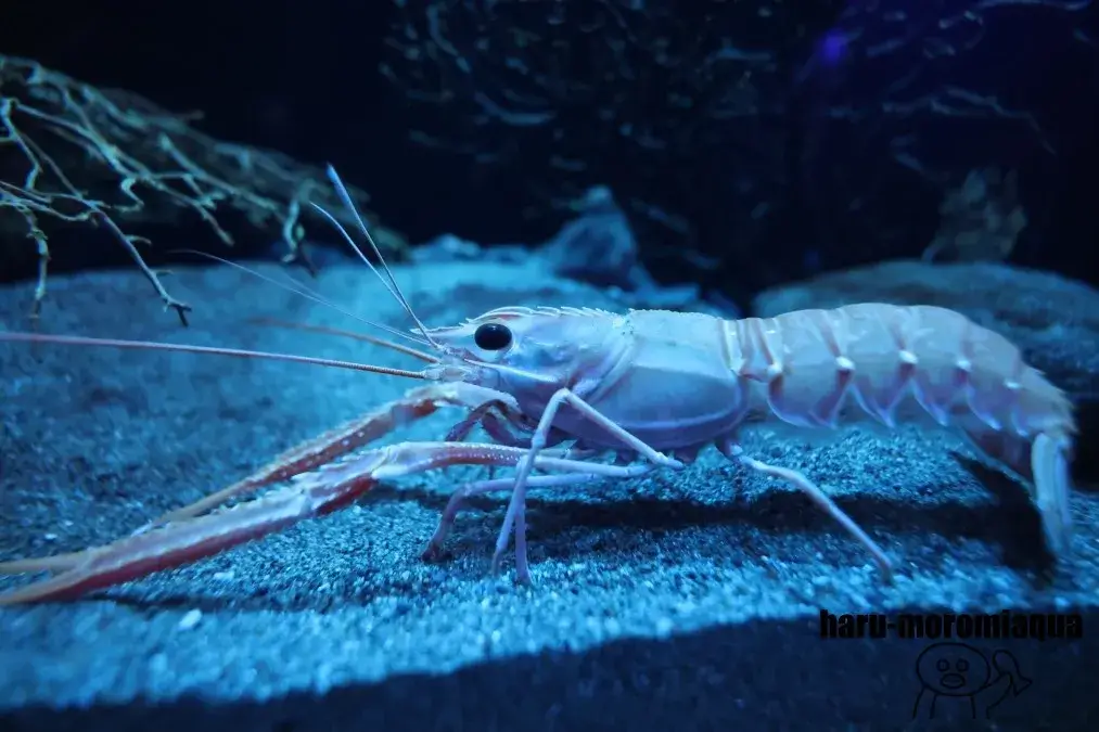 沼津港深海水族館　エビ