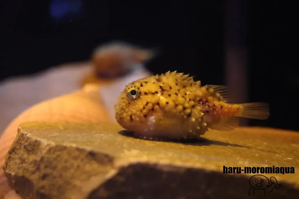 沼津港深海水族館　フウセンウオ